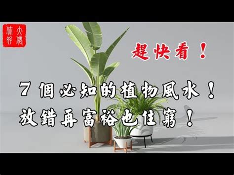 綠公主植物風水